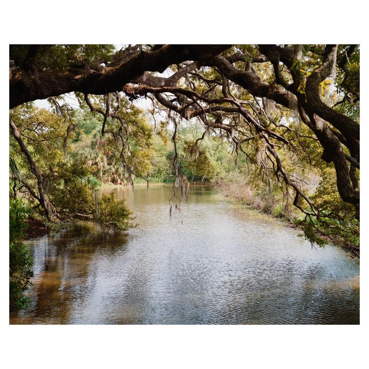 City Park, New Orleans. Kodak Gold 200 / Mamiya 7, 80mm