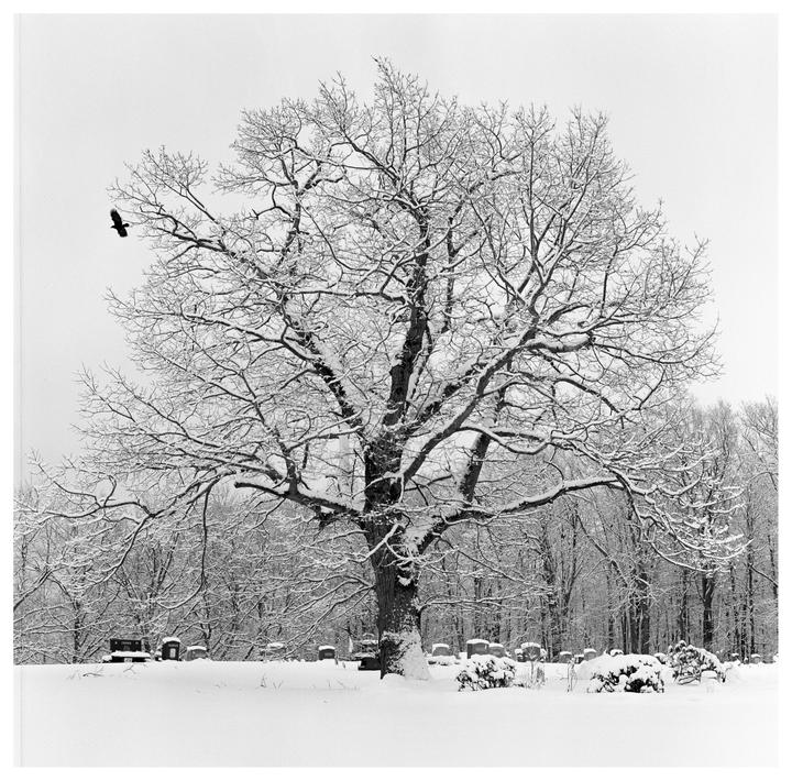 A crow flies past a large, snow-covered tree in a cemetery.