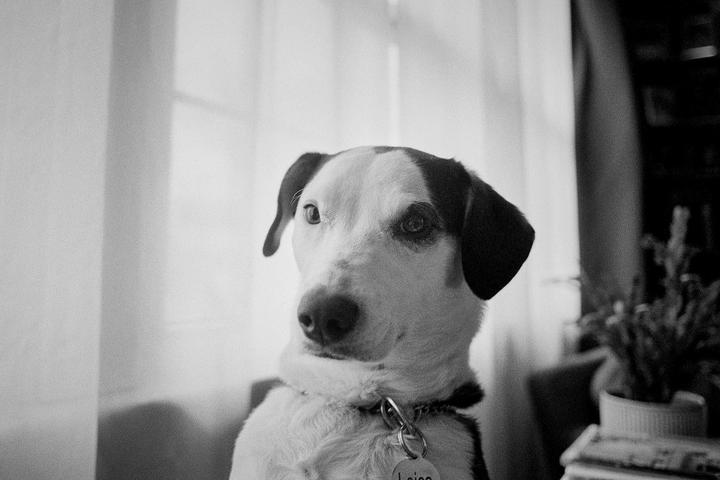 My favorite Leica [Kodak Double-X]