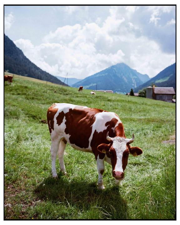 Spring in Switzerland / Pentax 67 Gold and Portra