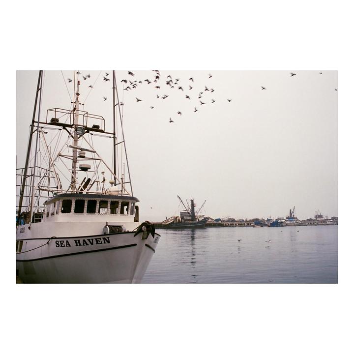 Seabirds | Leica MP, Lucky C200
