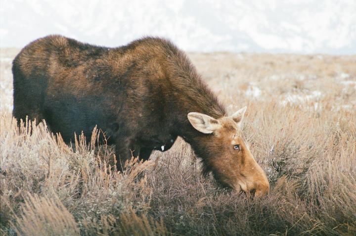 Moose in the Tetons [Olympus OM1, 200mm f3.5, Portra 400]