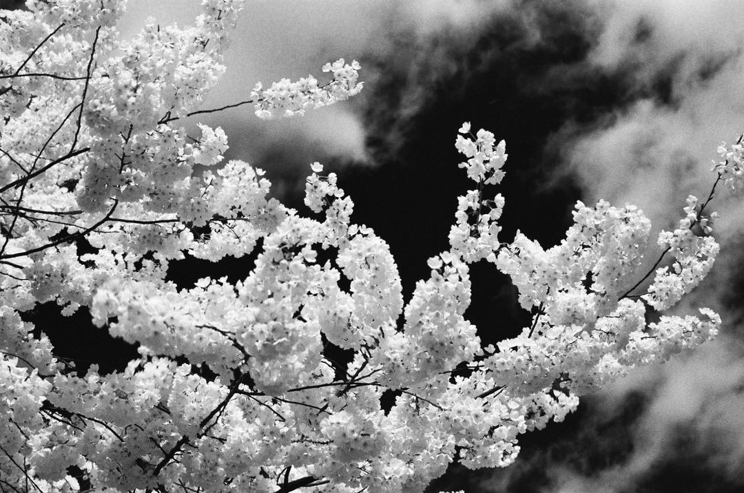 Kodak Tmax 400, shot with kodak t-max 400