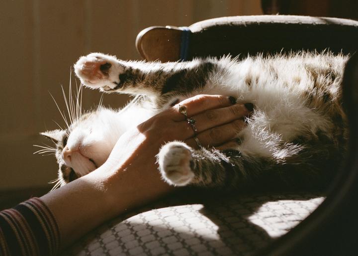 Belly Rub (Pentax 645n / 75mm 2.8 / Portra 400)