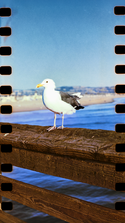 Seagull on Kodacolor 100