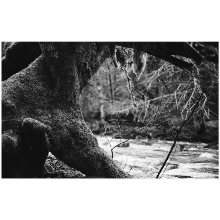A moss-covered tree trunk frames a flowing river in a forest.
