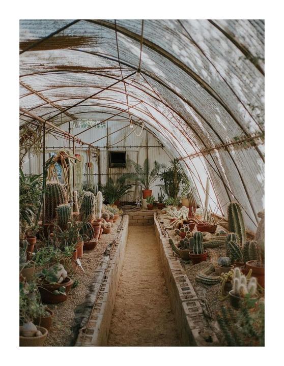 Cactus house - Leica m6, Portra 400.