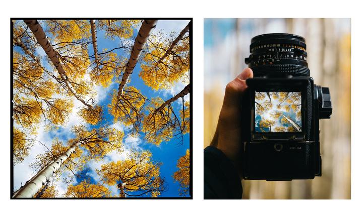 Aspens in Aspen Diptych [Hasselblad 500CM, 80mm f/2.8, Kodak Gold 200]