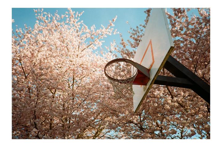 Spring Sakura (Olympus XA, Kodak Colorplus 200)