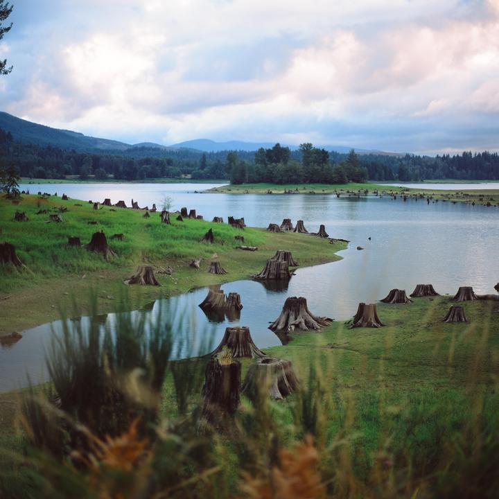 Stumps | Zenza Bronica SQ-A | Zenzanon S 80mm f/2.8 | Fujichrome Velvia 50