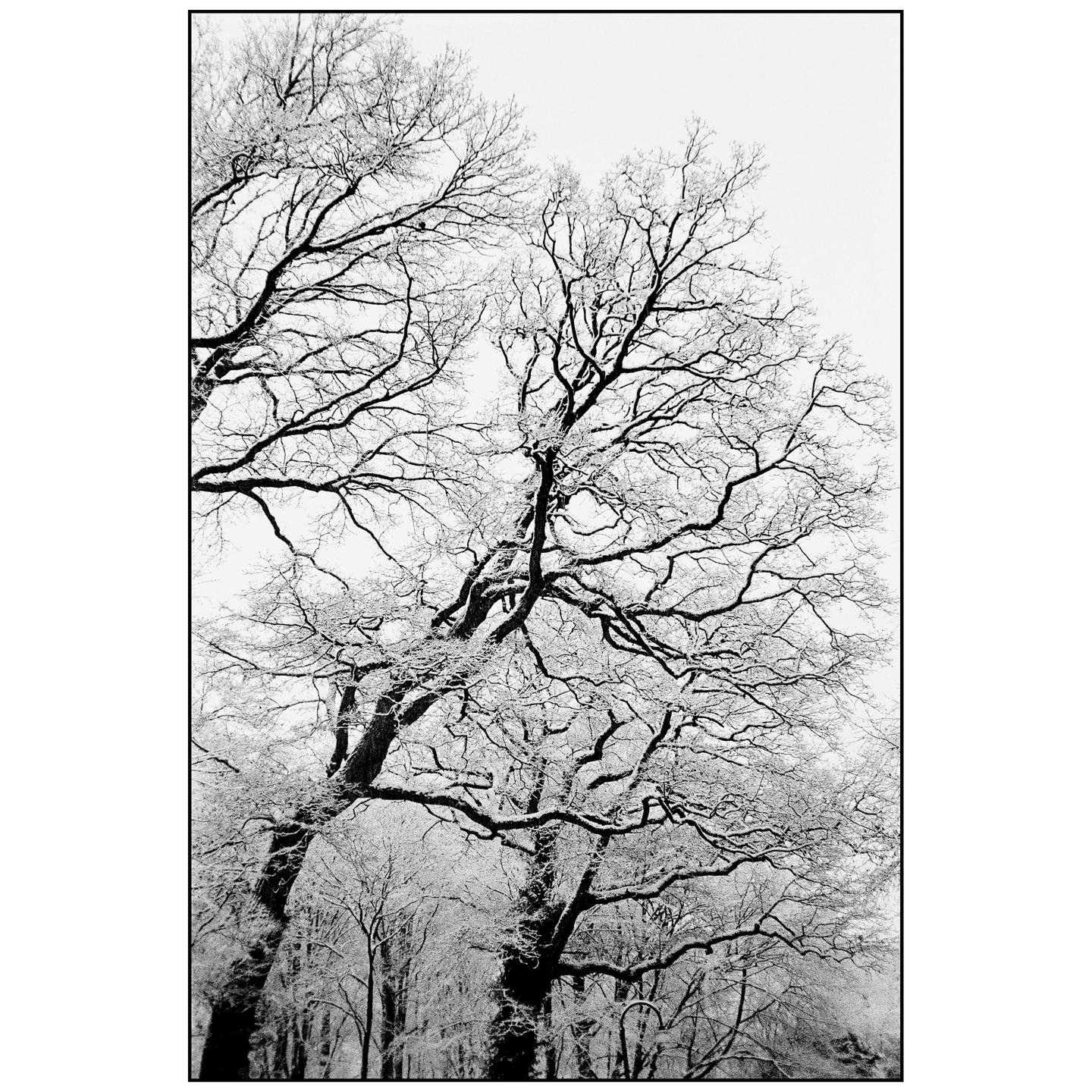 image 37947 by Linus-H-524