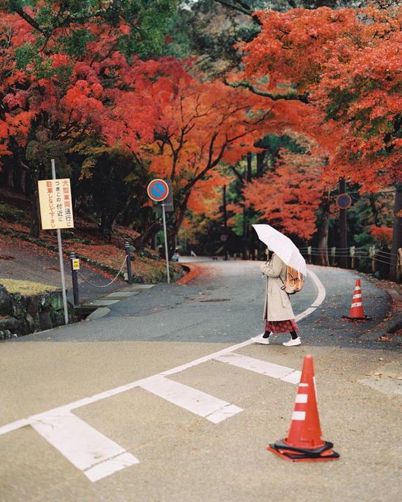 Peak Leaf in Nara [Contax 645, 80mm f/2 Planar, Portra 800]