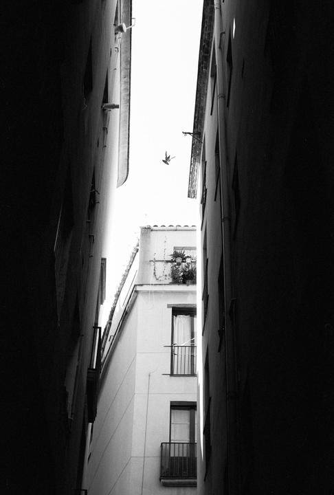 A bird flies between two tall buildings in a narrow alley.