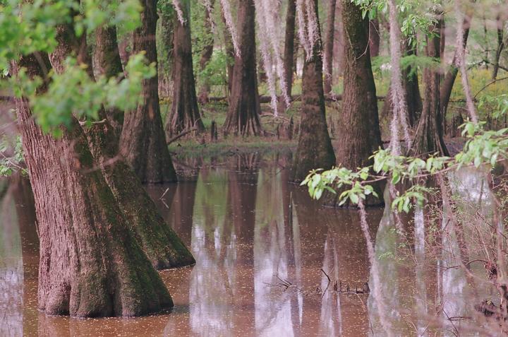 Swamp Spring [Canon AE-1, 135mm f3.5, Ultramax 400]