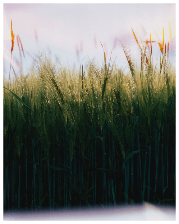 Mamiya RB67 - Fujifilm Provia 100 - Which one is your fav?