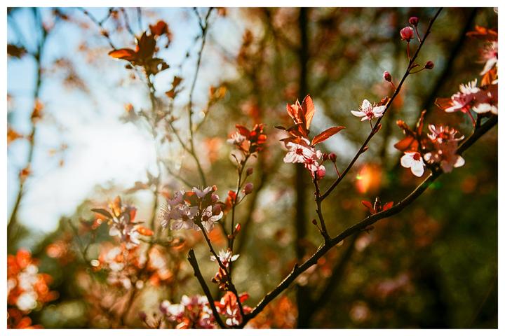Looks like we are doing spring/cherry blossoms; so let me add a few shots as well in harsh light and the moon on top [Nikon f100, Portra/Gold]