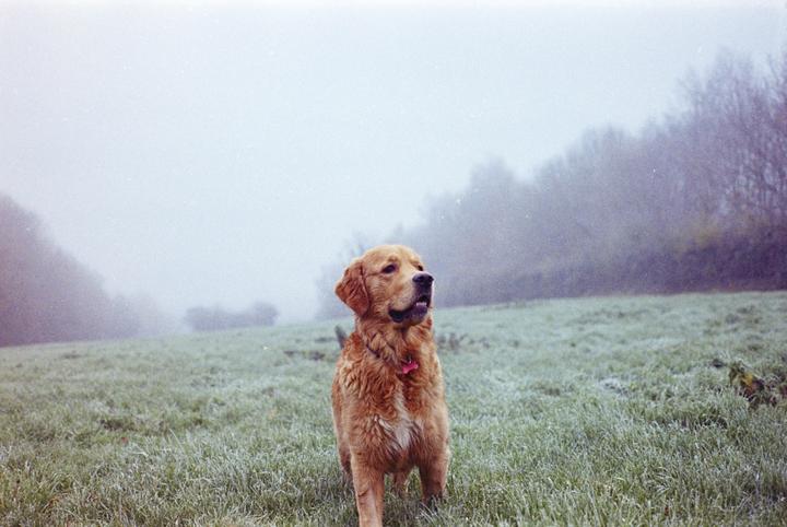 A golden retriever stands in a field of frosty grass on a misty day.