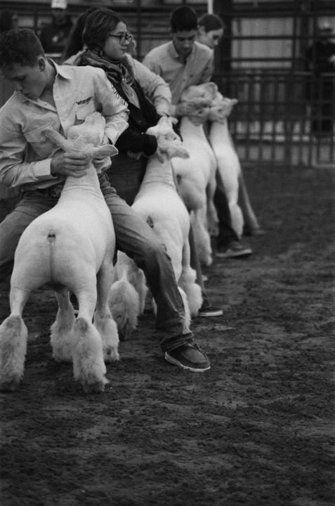 A line of people hold sheep by their heads in a livestock show.