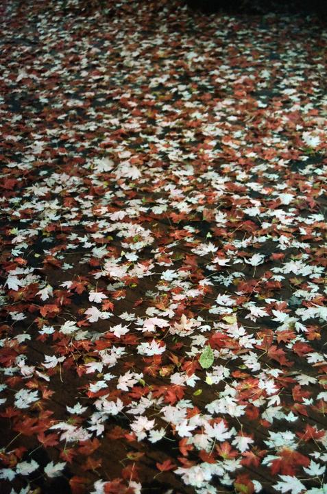 Red and white autumn leaves cover a dark surface.