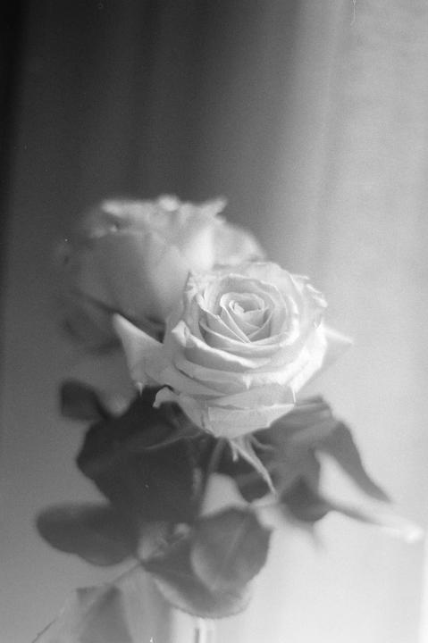Two roses are in soft focus with one rose in the foreground clearly visible.