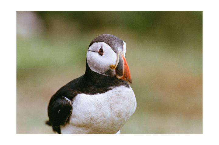 Puffins of Skomer Island, Wales 🏴󠁧󠁢󠁷󠁬󠁳󠁿 Nikon F5 | Nikkor 70-200 VR II | Portra 400