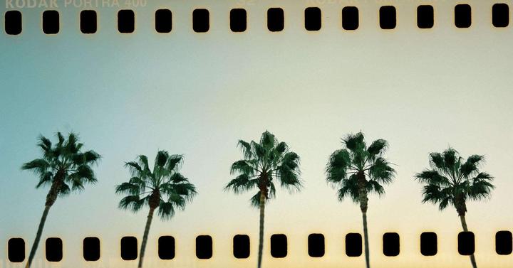 Five Palms [Pentax 6x7 ■ Kodak Portra 400]