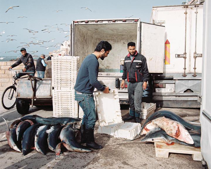 Illegal shark trade in Marocco [Mamiya RZ67, 65mm, Portra 400]