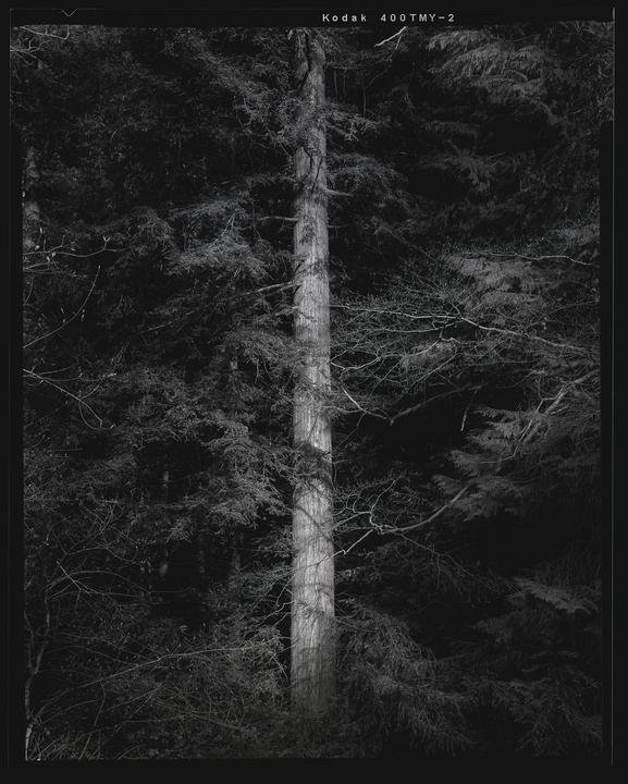 A single tree trunk is illuminated by light in a dark forest.