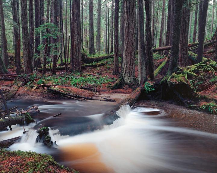 Temperate rainforest. Calm to chaos. Although likely not popular something about the chaotic image appeals to me. [Pentax 67, 75mm f4.5, 55mm f4, 105mm f2.4, Kodak Ektar 100]