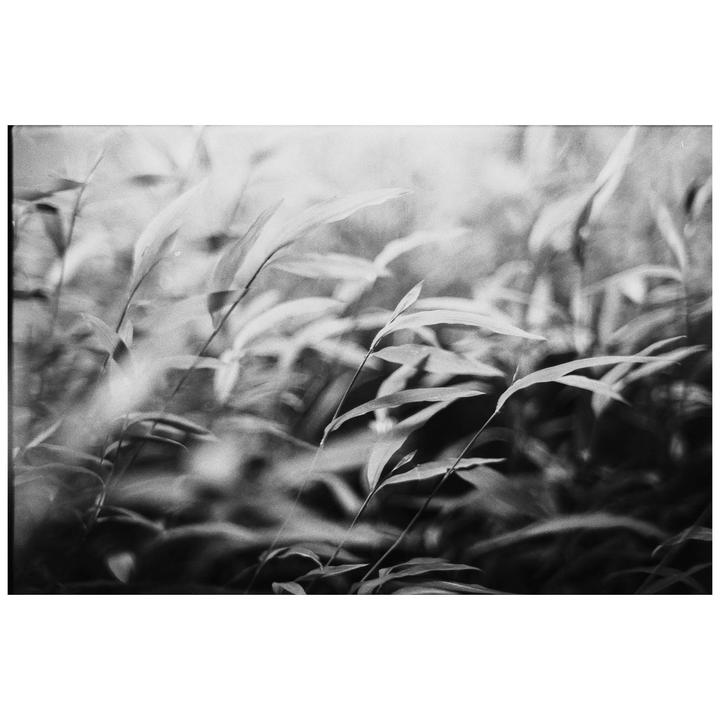 A close-up black and white photograph shows several stalks of Japanese stiltgrass.