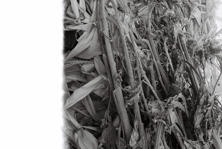 A pile of dried corn stalks and sunflowers is visible in a black and white photograph.