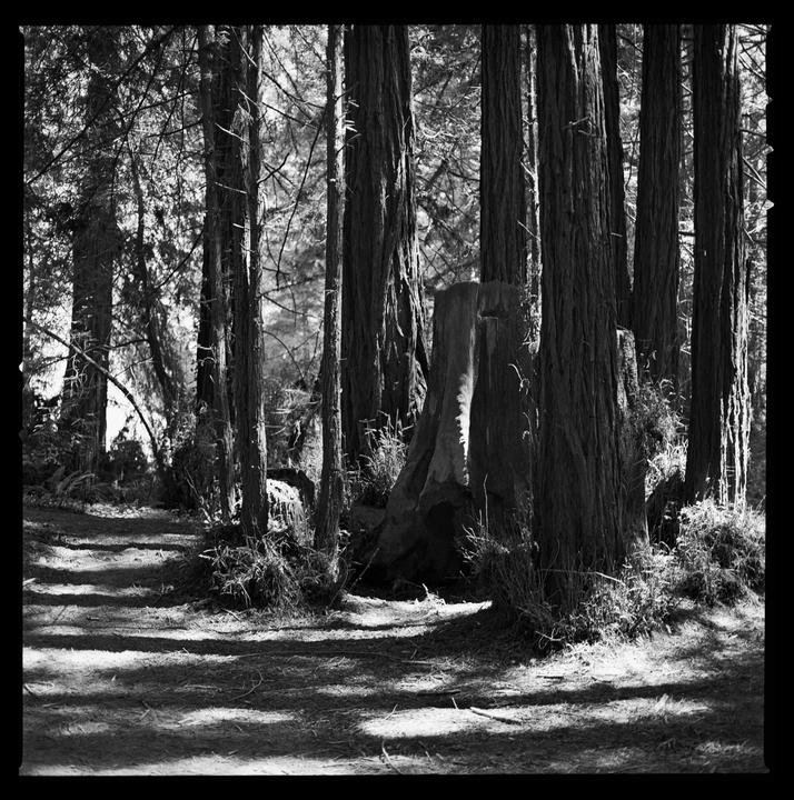 Sunlight filters through a forest of tall trees, casting shadows on the ground.