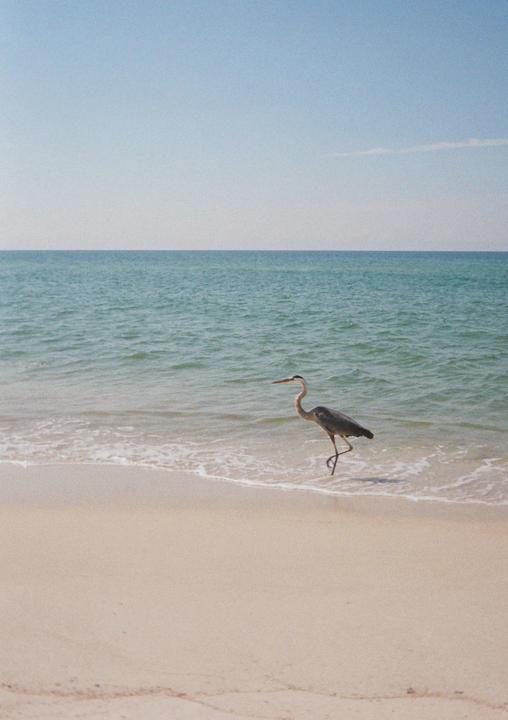 morning stroll [ektar h35, gold 200]