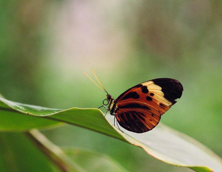 Butterfly in Profile, Nikon F3, AF 100 2.8D Micro, Provia 100f