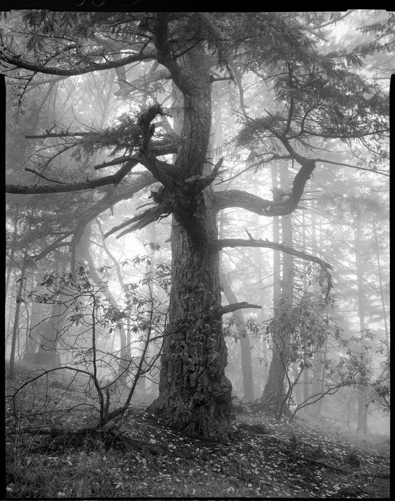 A large tree stands in a hazy forest with fallen leaves on the ground.