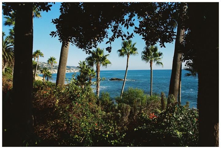 Palm trees, Laguna. Canon F-1, 24mm 2.8, UltraMax.