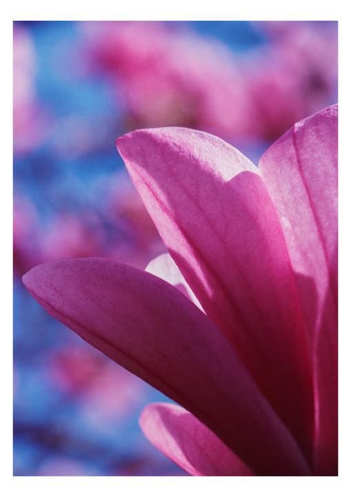 National Botanical Garden Dublin / Fujifilm Superia Premium 400 / Canon 1n 24-105mm/100mm / Cinestill C41 2baths powder kit / Ago film processor