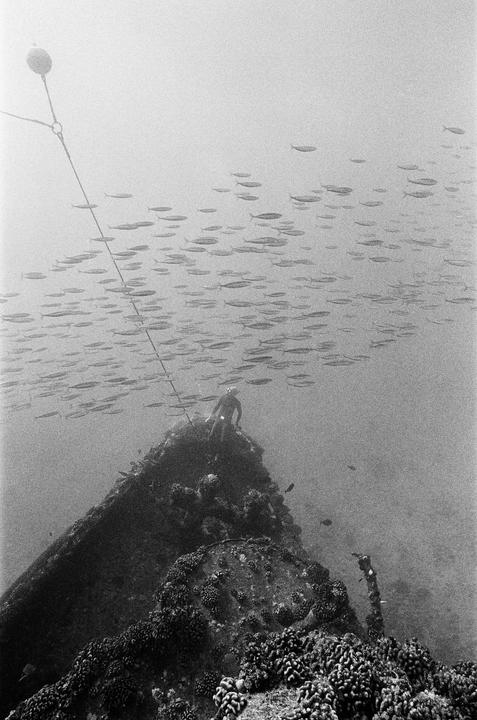 A diver sits on a shipwreck surrounded by a school of fish underwater.