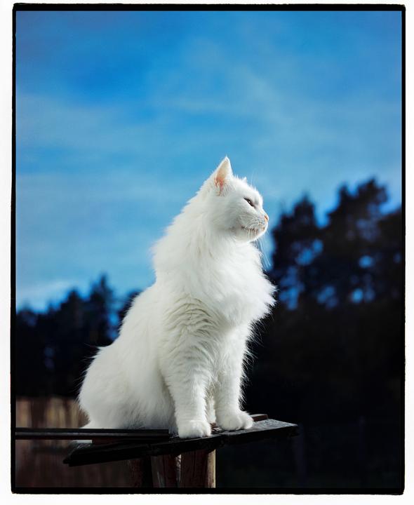 Masya thanks everyone for the compliments and asked to show you a couple more photos of him ;) [Mamiya 7 II + Cinestill 400D]