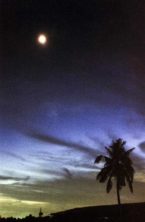 A bright moon illuminates a night sky with a silhouetted palm tree in the foreground.