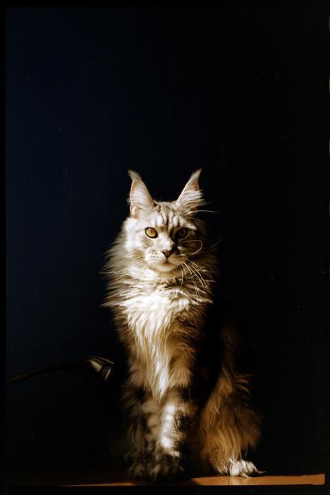 Leo (Leica m4p / Kodak gold 200)