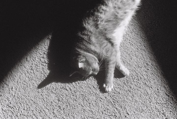 A cat is lying on a carpet, partially illuminated by a beam of sunlight.