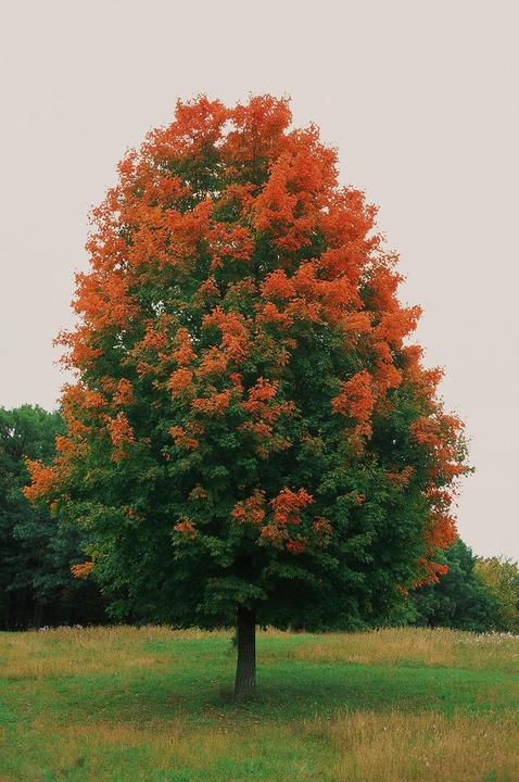 What is your favorite film for fall colors? Here's 9 different films of the same tree