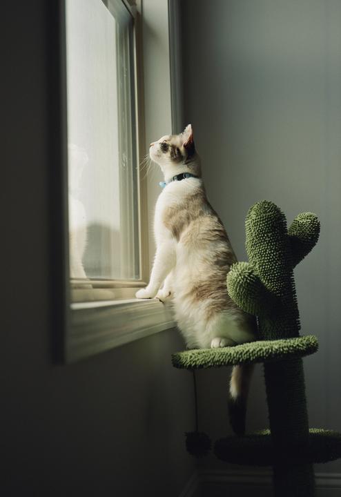 My cat Miso looking out the window. Taken with Fuji GW690 II using Portra 800