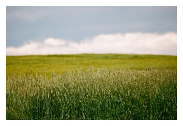 A field of tall green grass and wheat stretches under a cloudy sky.