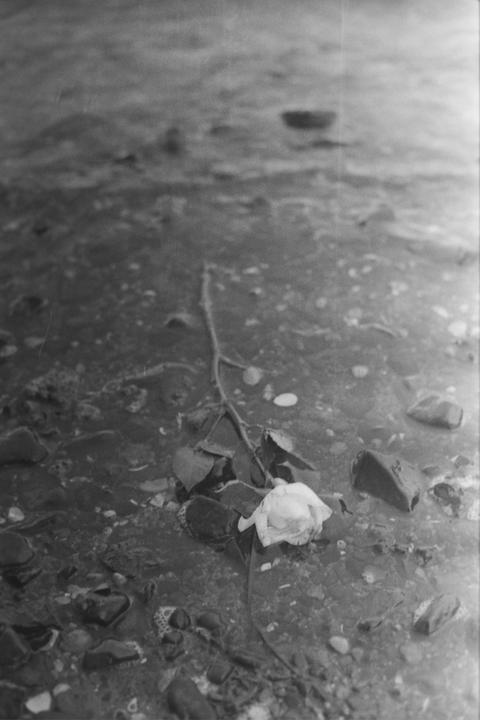 A single rose with a long stem and leaves lies in shallow water with small rocks.