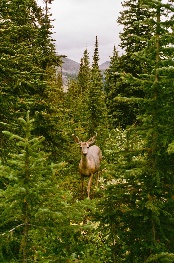 more shots from banff [minolta srt 101, 35mm, lomo 800 and superia xtra 400], shot on minolta srt-101 with lomography 800