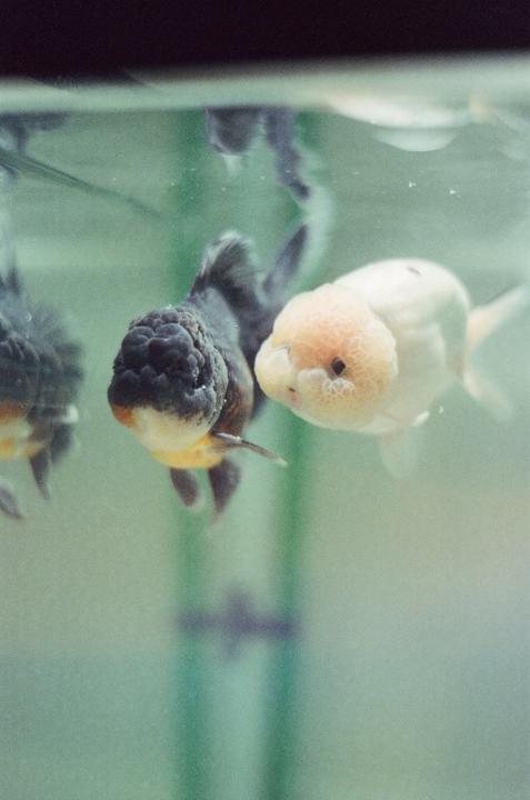 Two goldfish, one black and one white, swim in an aquarium.