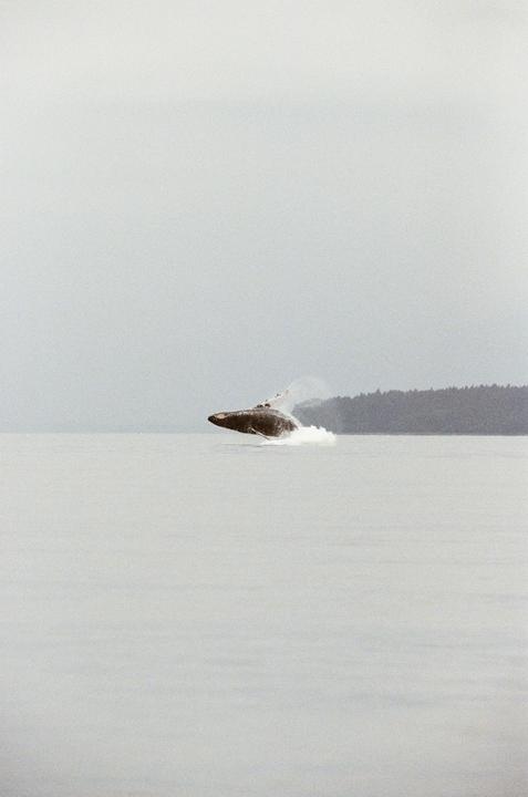 Surface Behavior in SEAK (EOS-1, Porta 400, Sigma 150-600)