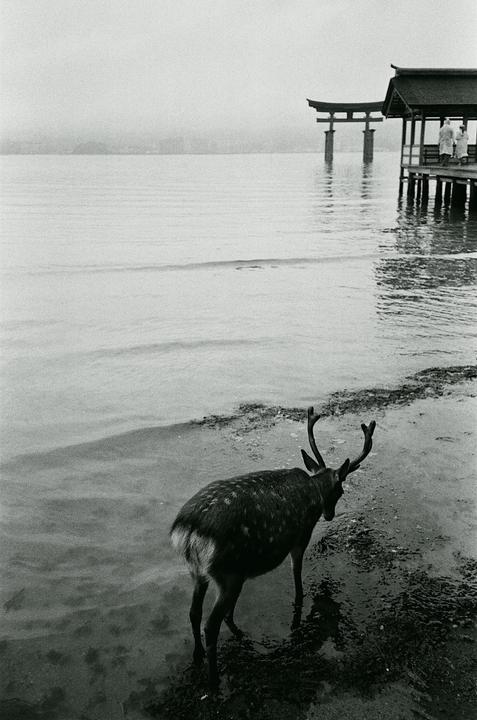 A deer stands in the water near a pier and a torii gate.